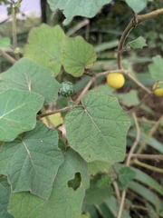 Solanum aculeatissimum