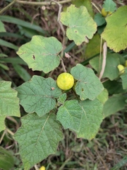 Solanum aculeatissimum