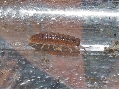 Miktoniscus