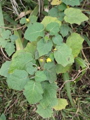 Solanum aculeatissimum
