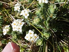 Pimelea prostrata ventosa