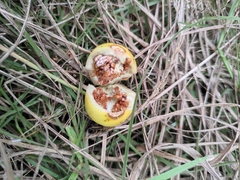 Solanum aculeatissimum
