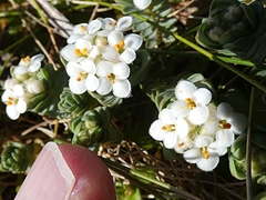 Pimelea prostrata ventosa