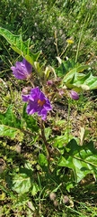 Solanum cinereum
