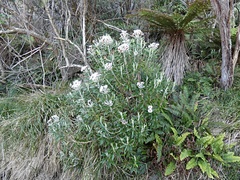 Macrolearia angustifolia