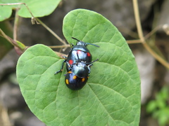 Labidomera suturella