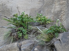 Anisotome lyallii
