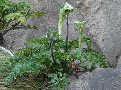 Anisotome lyallii