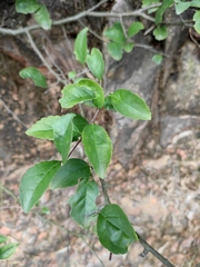 Ilex asprella