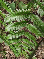 Dryopteris pacifica
