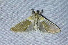 Apilocrocis excelsalis