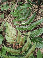 Dryopteris pacifica