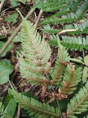 Dryopteris pacifica