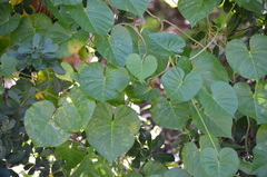 Ipomoea alba