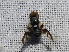 Rhagoletis pomonella