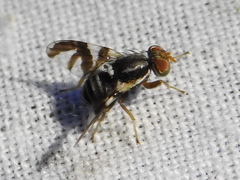 Rhagoletis pomonella