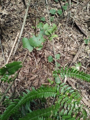 Dryopteris championii