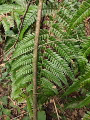 Dryopteris championii