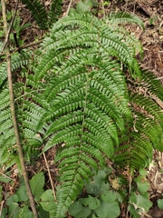 Dryopteris championii