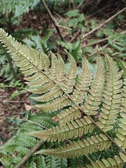 Dryopteris championii