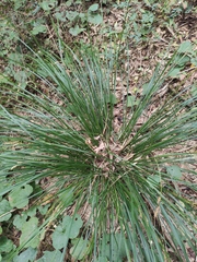 Carex brunnea