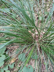 Carex brunnea