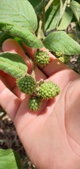 Rubus brasiliensis