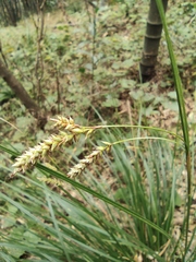 Carex brunnea