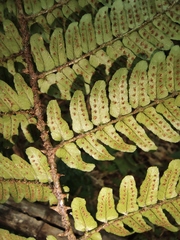 Dryopteris championii