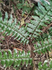 Dryopteris championii