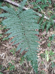 Dryopteris championii