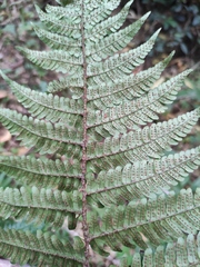 Dryopteris championii