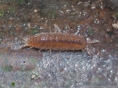 Miktoniscus