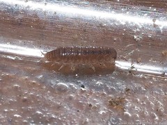 Miktoniscus