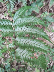 Dryopteris pacifica