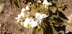 Solanum variabile