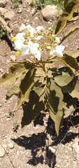Solanum variabile