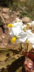 Solanum variabile