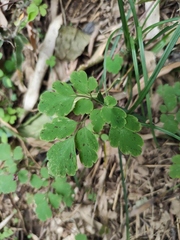 Corydalis edulis