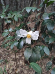 Camellia oleifera