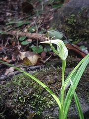 Pterostylis irwinii