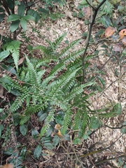 Dryopteris championii