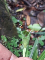 Pterostylis irwinii
