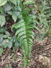 Dryopteris championii