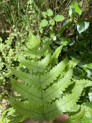 Pakau pennigera