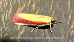 Oncocera semirubella