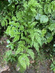 Pteris macilenta