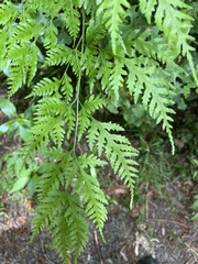 Pteris macilenta