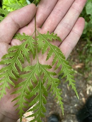 Pteris macilenta
