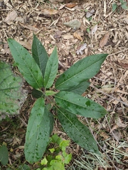 Clerodendrum cyrtophyllum